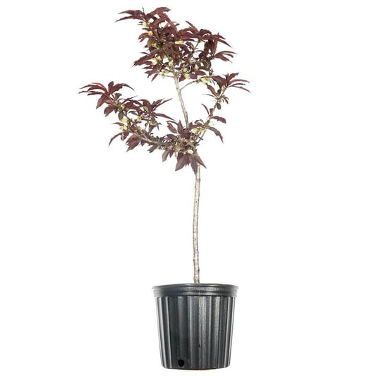 3 ft.-4 ft. Tall Bonfire Patio Peach Tree in Grower's Pot, Small