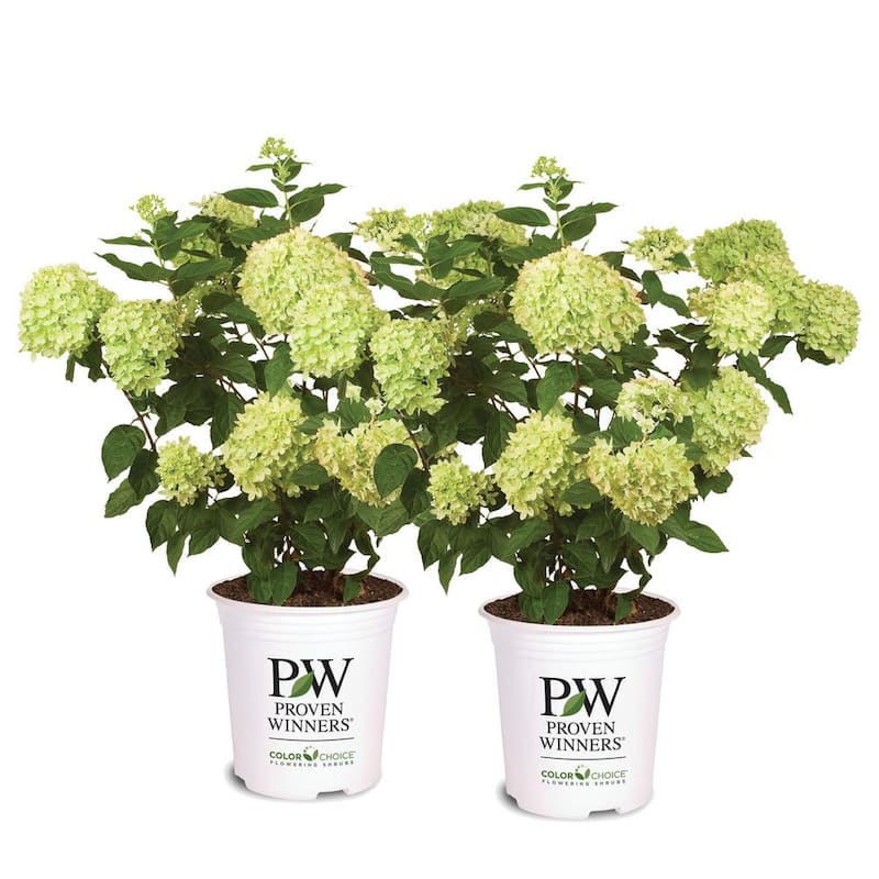 3 Gal. Little Lime Hydrangea (2-Pack)