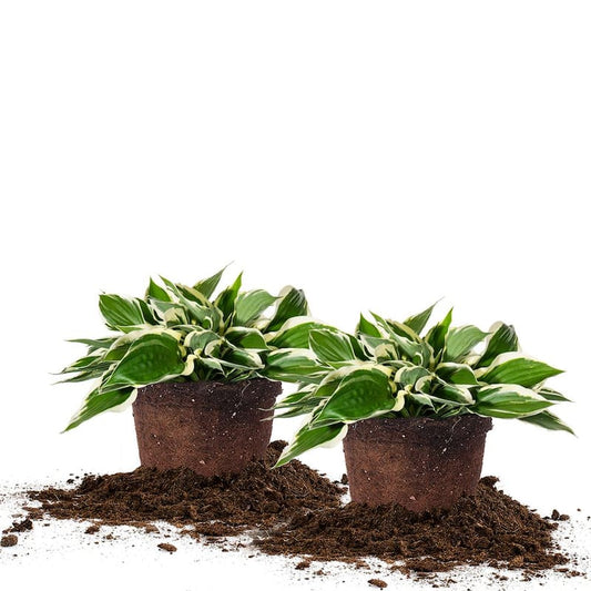 1 Gal. Patriot Hosta (2-Pack)