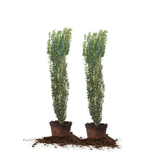 3 ft. - 4 ft. Sky Pencil Holly Shrub 2-Pack